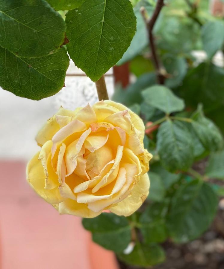 Oasi Di Serenita マリノ エクステリア 写真
