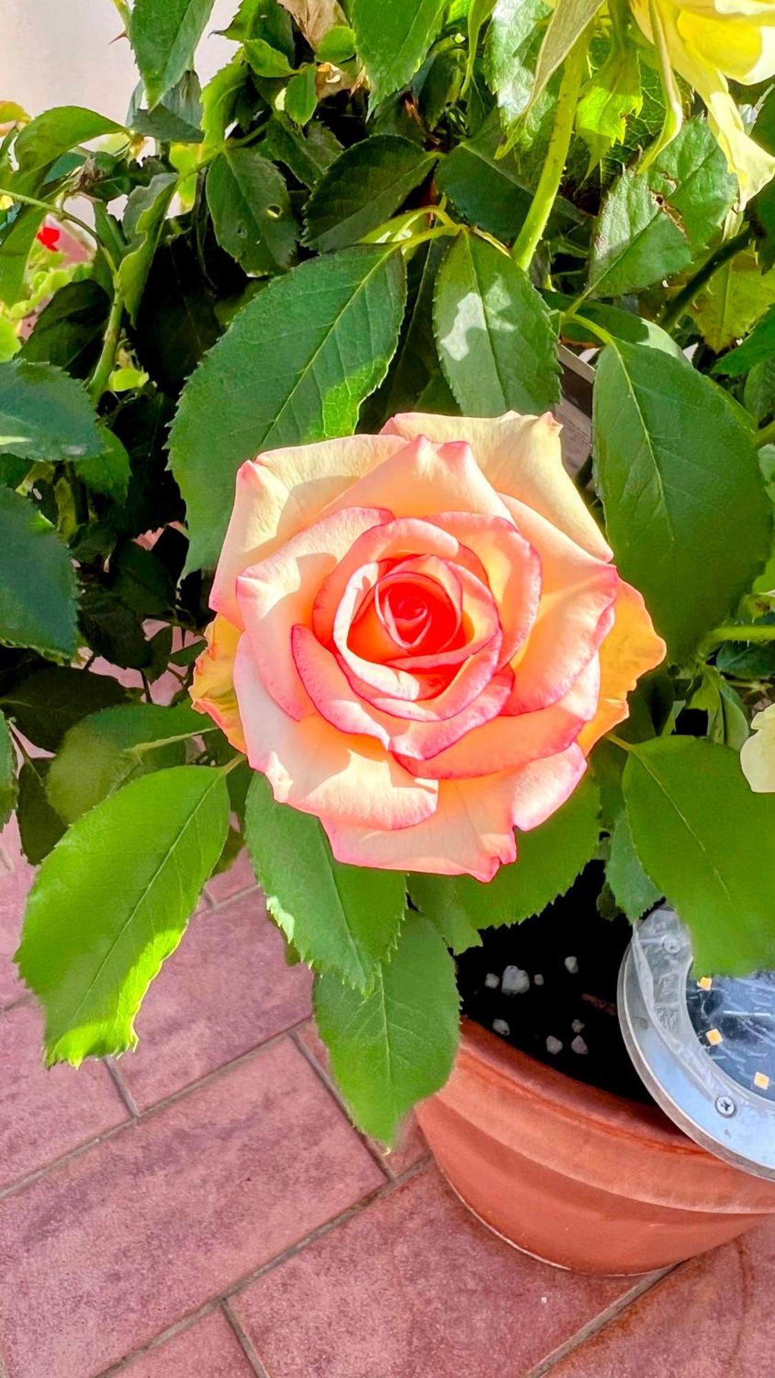 Oasi Di Serenita マリノ エクステリア 写真