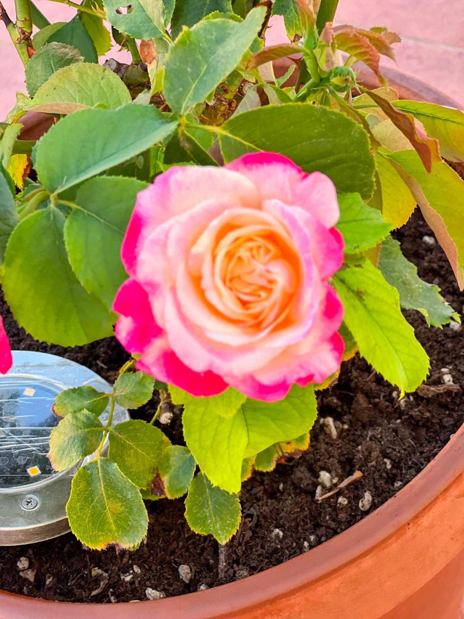 Oasi Di Serenita マリノ エクステリア 写真